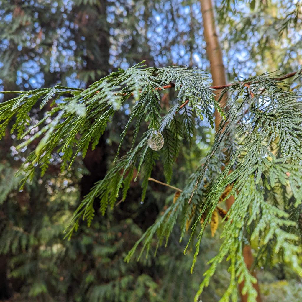A little does of nature can help alleviate stress, anxiety and overcome burnout
