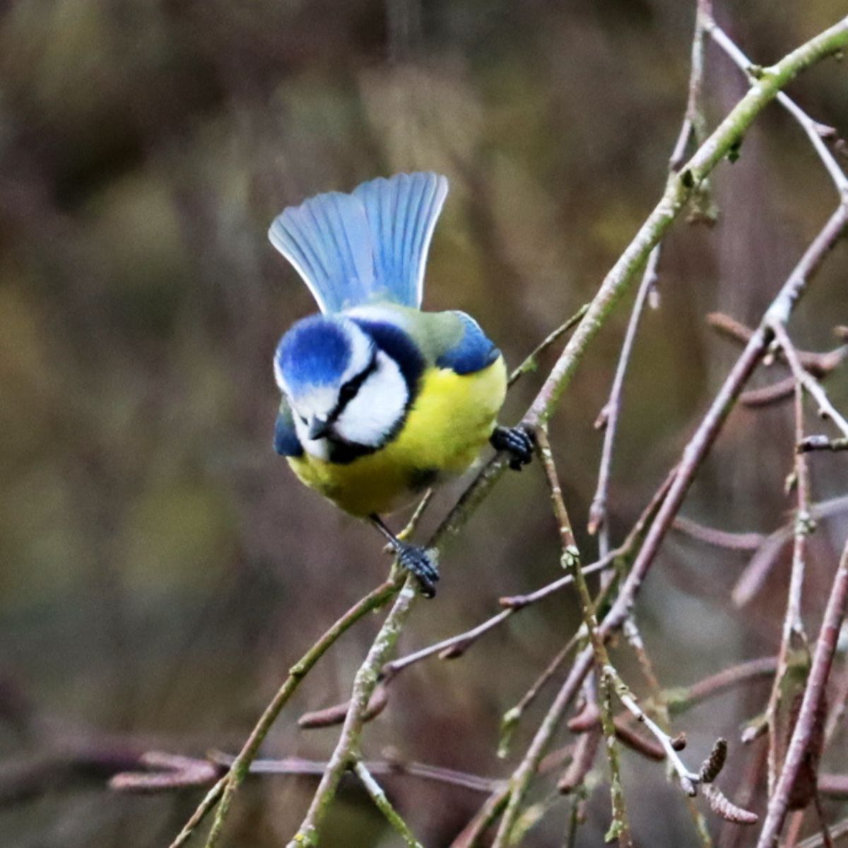 hearing birdsong can lower anxiety, reduce paranoia, and improve overall mental wellbeing, especially for those with diagnosed depression