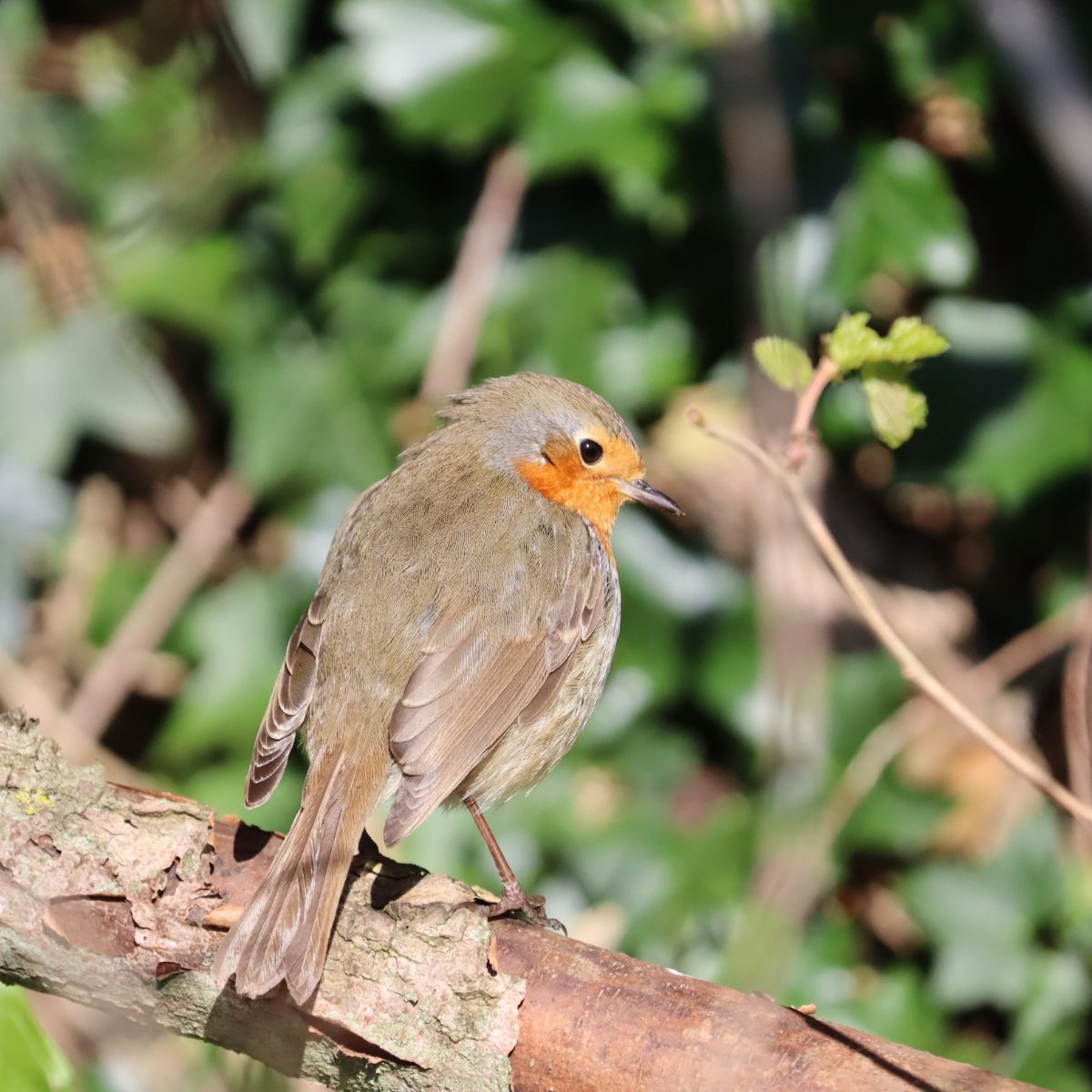 Robin - known for having a good memory.