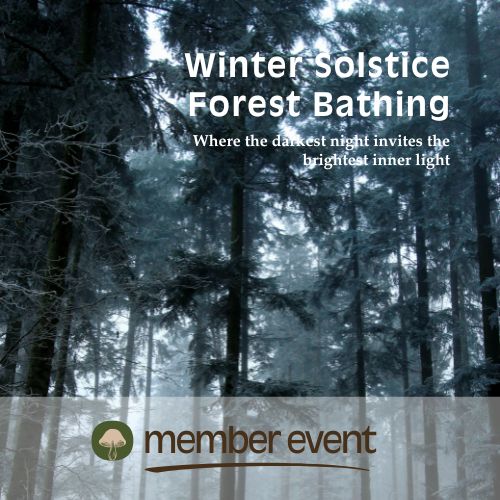 Winter Solstice Forest Bathing